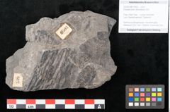 Foto (Objekt + Etikett) von Dictyophyllum obtusilobum Sch. (NHMW-GEO-2024-0188-10503)